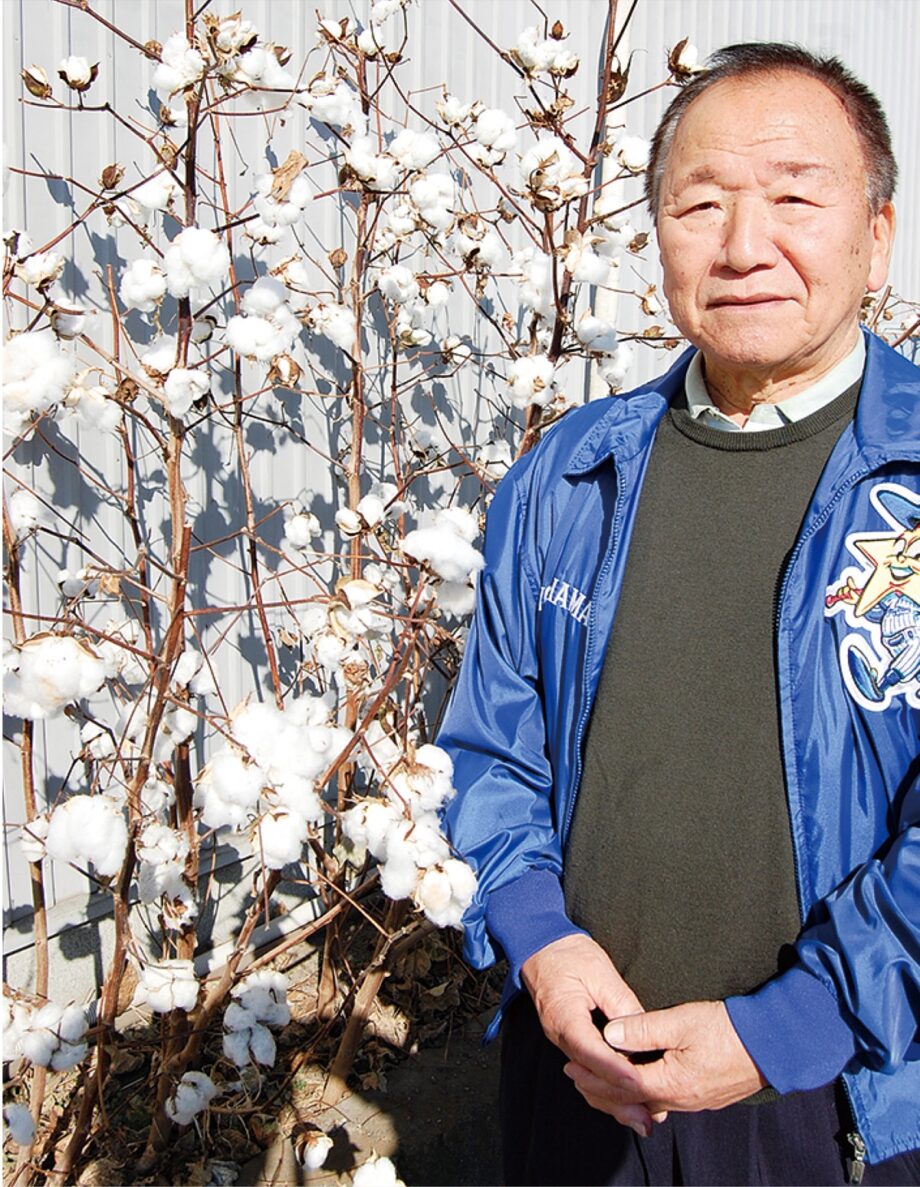 ふわふわ綿花が満開に　 ホルモン焼志美津の裏手（厚木市金田）