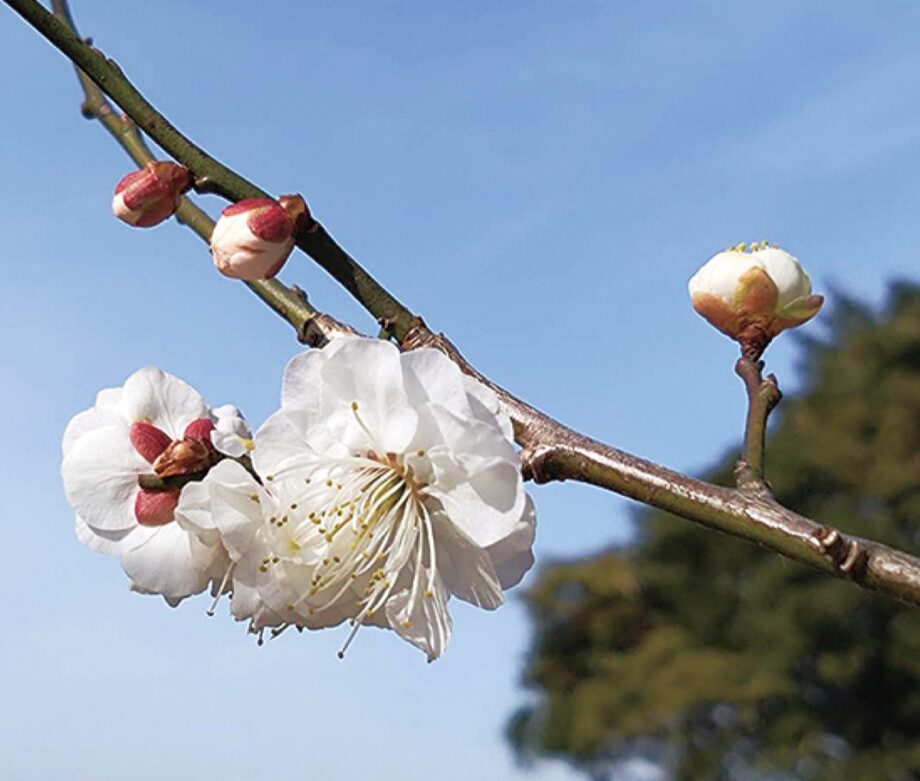 【鎌倉のとっておき】かまくら花めぐり梅
