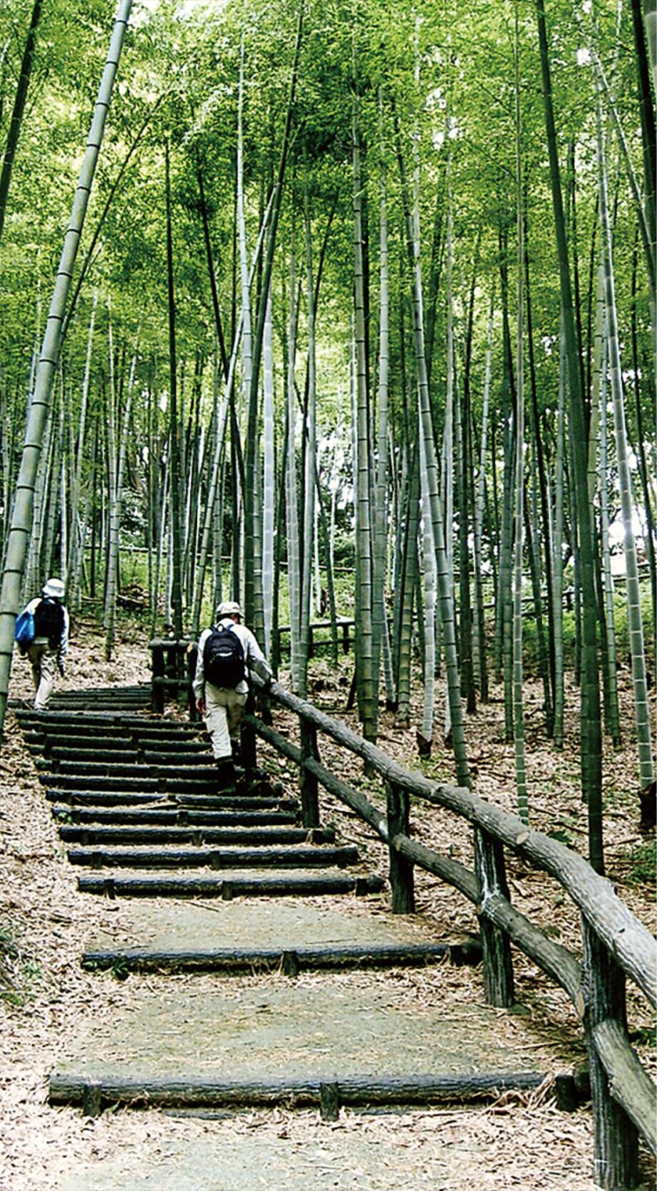 【横須賀市】自然保全の市民グループ「竹林整備」のボランティア募集~初心者も歓迎~