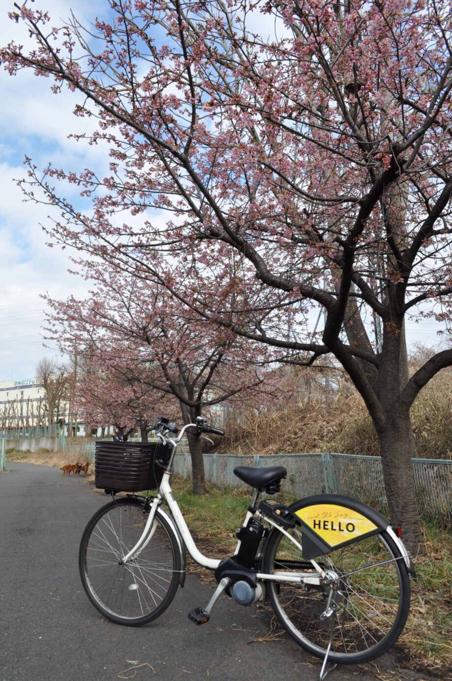【横浜市瀬谷区】シェアサイクルで桜の名所めぐり。早咲きの「河津桜」を満喫しました！