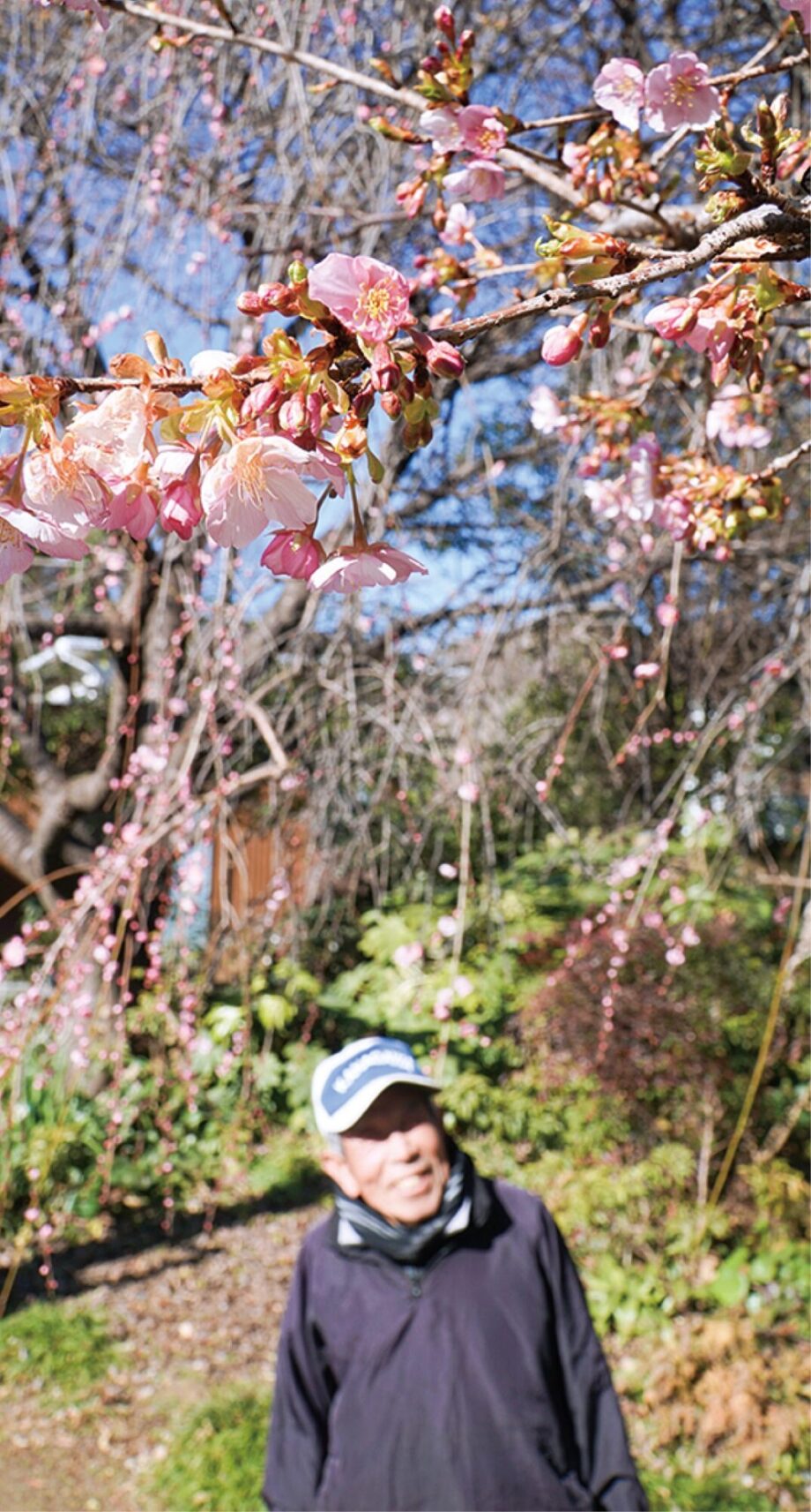 愛川町の半原に一足早い春 　河津桜と紅梅が共演