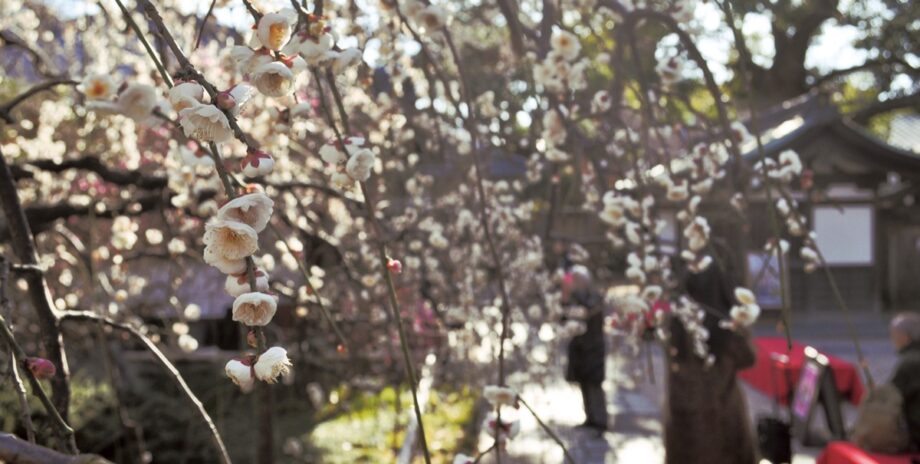 ＜2月14日（土）梅まつり＞龍口山常立寺で「梅のシャワー 」「夜間ライトアップ」は22日まで（藤沢市）