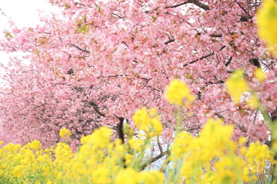 【2026年3月8日まで】第17回小出川桜まつり 茅ヶ崎の河津桜と菜の花が春爛漫