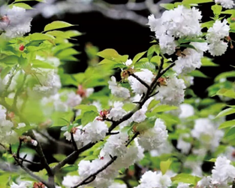 【鎌倉のとっておき 】かまくら花めぐり桜