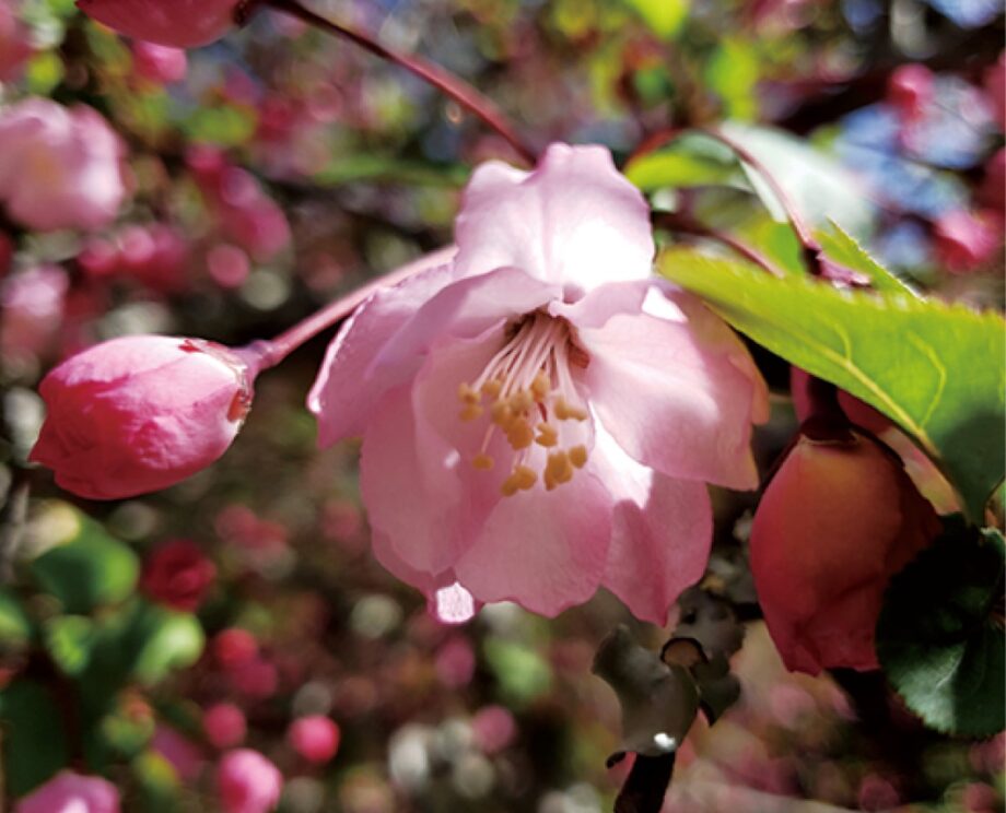 【鎌倉のとっておき】かまくら花めぐり海棠（かいどう）