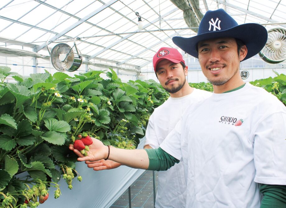 【6月後半まで】川崎市中原区・新城ファームが2026年も人気のイチゴ狩りを開始!殺虫剤など使わず栽培