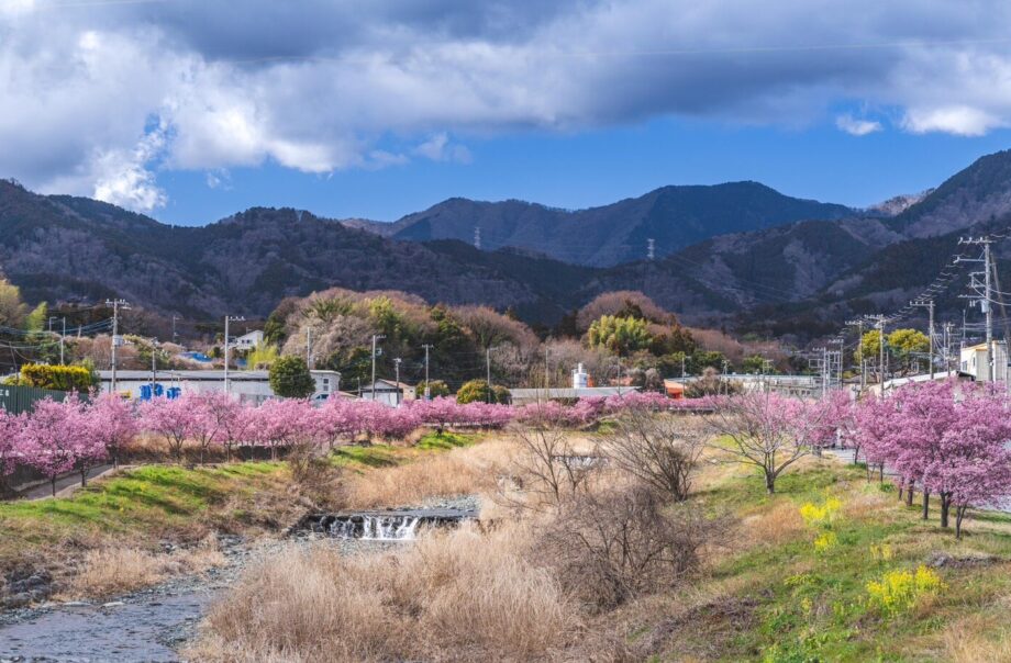 秦野・おかめ桜の定点観測2026