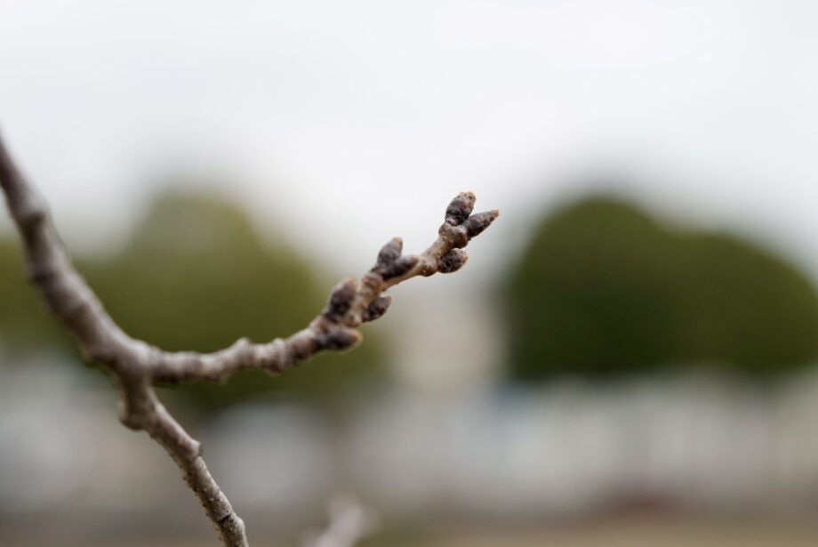 秦野・ソメイヨシノの定点観測2026