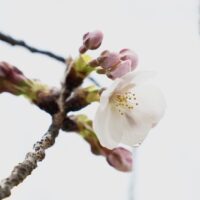 秦野・ソメイヨシノの定点観測2026