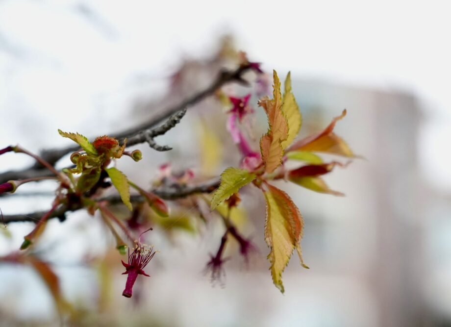 秦野・おかめ桜の定点観測2026