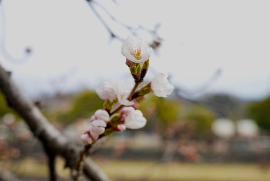 秦野・ソメイヨシノの定点観測2026