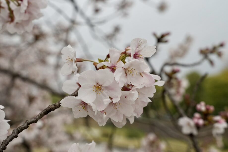 秦野・ソメイヨシノの定点観測2026