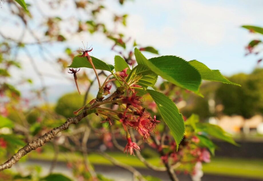 秦野・ソメイヨシノの定点観測2026