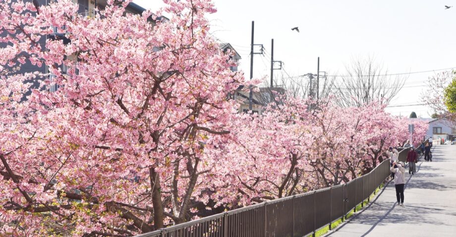 川崎市宮前区菅生の平瀬川で河津桜が見頃＜2026年3月＞