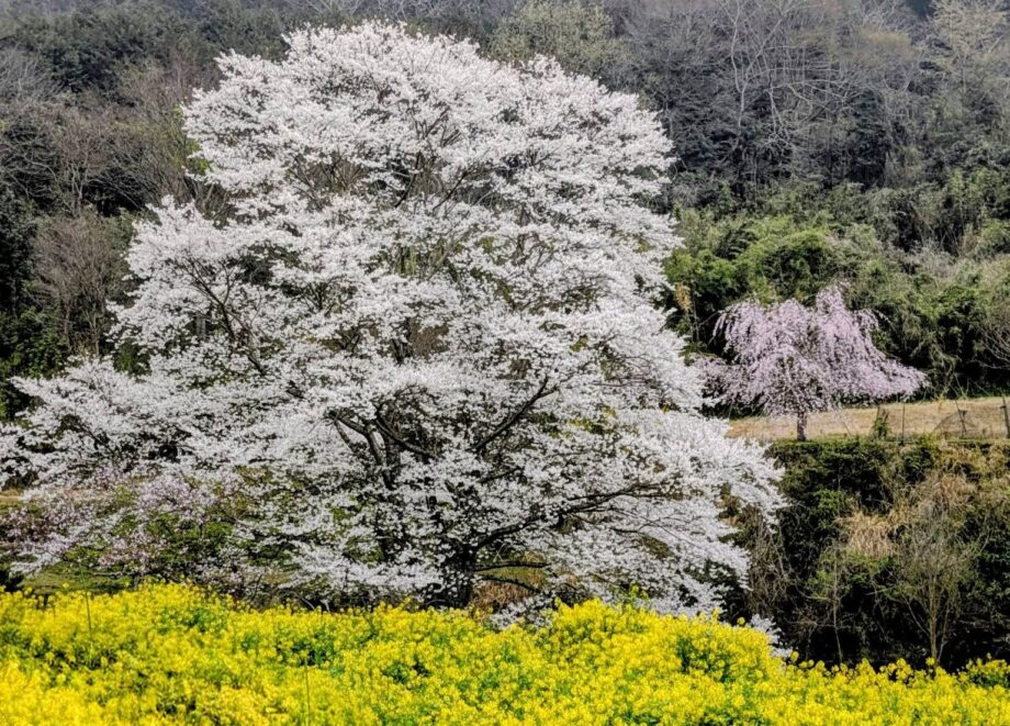 秦野・淡墨桜の定点観測2026