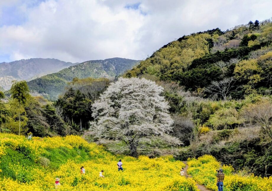 秦野・淡墨桜の定点観測2026