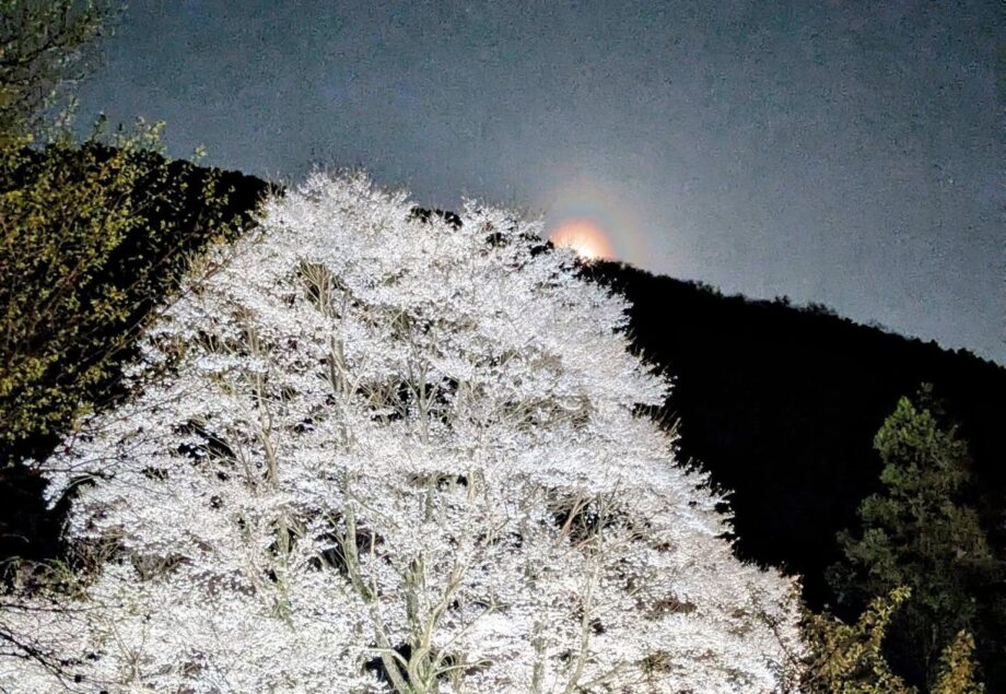 秦野・淡墨桜の定点観測2026