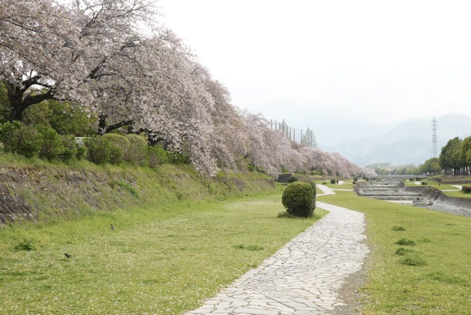 秦野・ソメイヨシノの定点観測2026