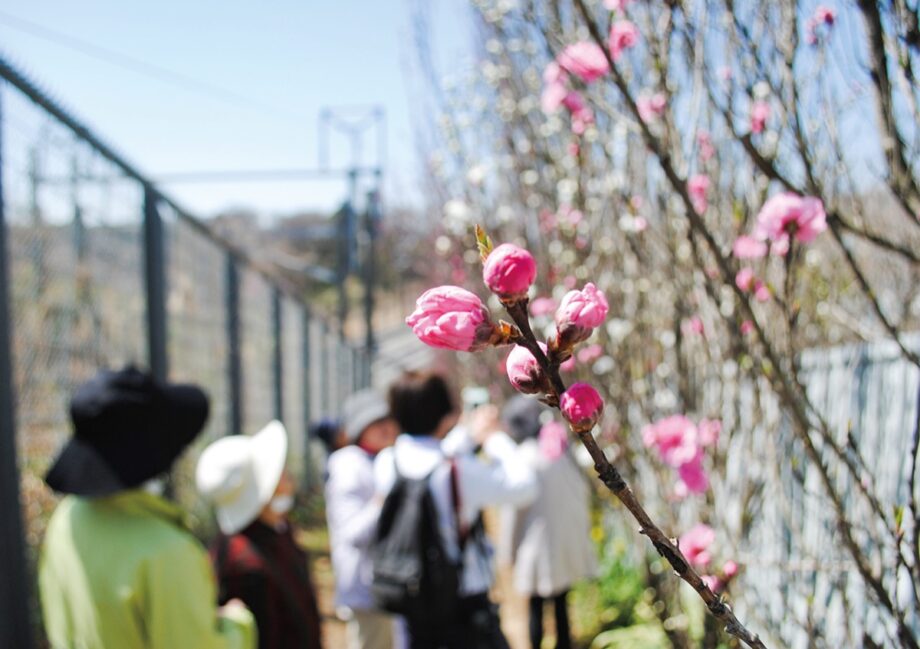 『女坂に春芽吹く花桃が見頃』白・ピンクの2色が全長250mほど(藤沢市北部)