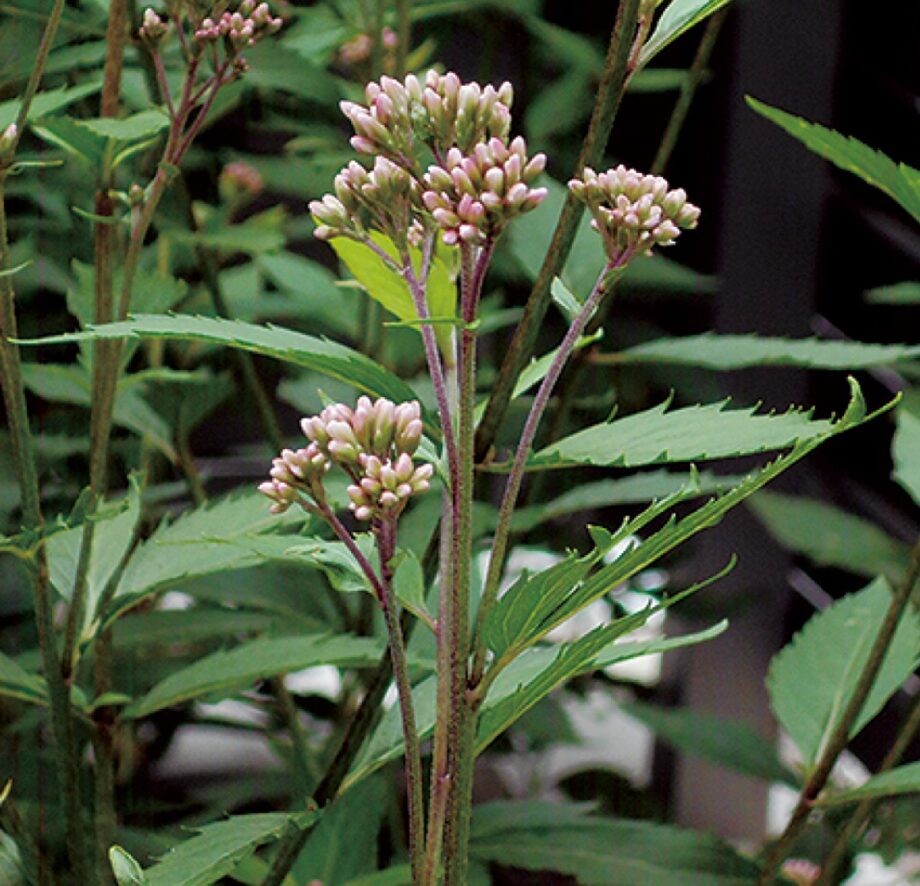 『ＮＰＯ法人 宮前かぐやの里』だより【30】小さい秋、みーつけた