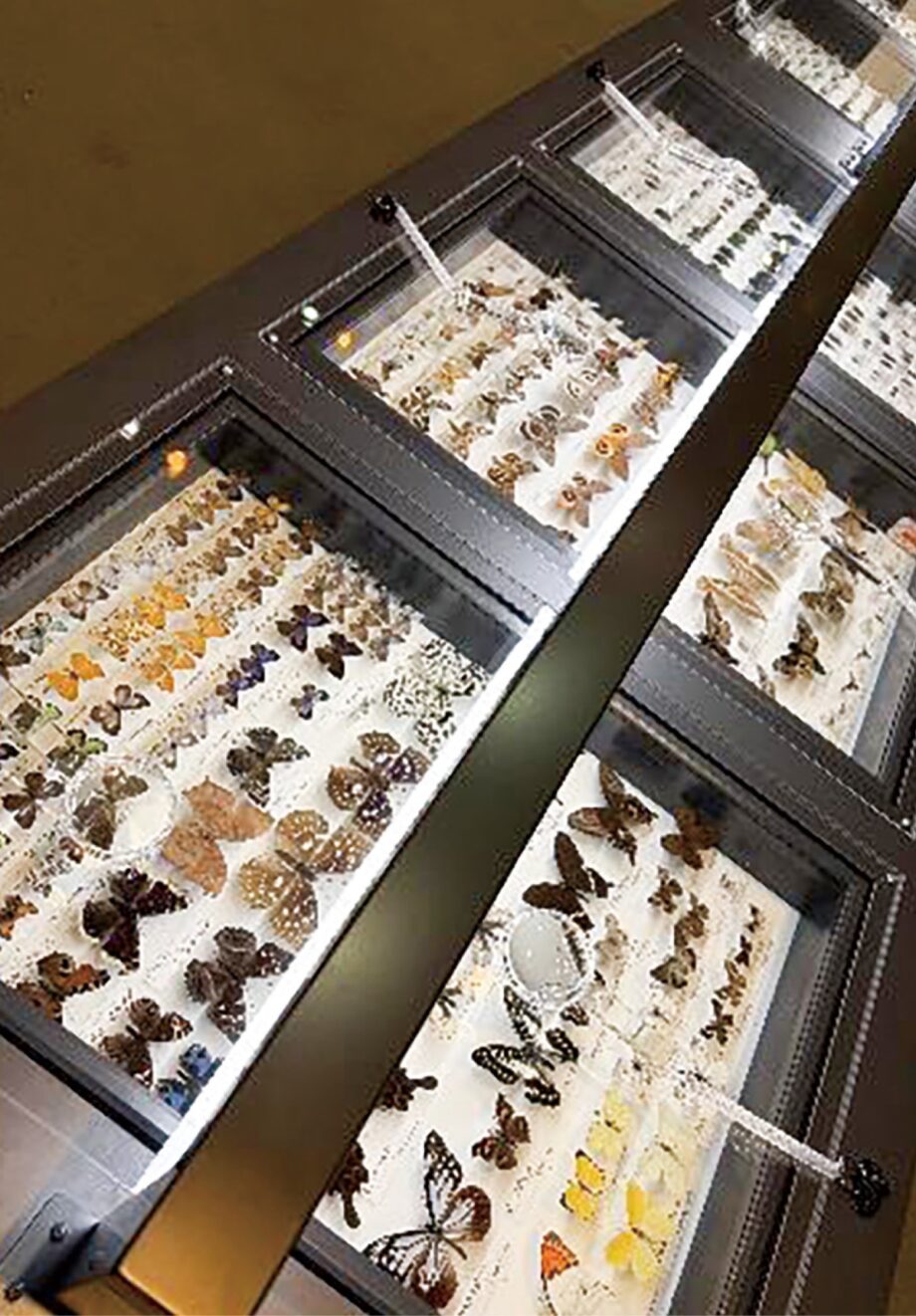 【神奈川県立生命の星・地球博物館】昆虫コーナーを拡張！「日本産」の展示充実