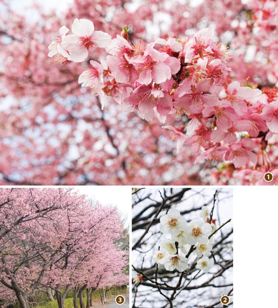 ウメやサクラが赤・白・ピンク色に咲き誇り～真光寺の霊園　【町田市】