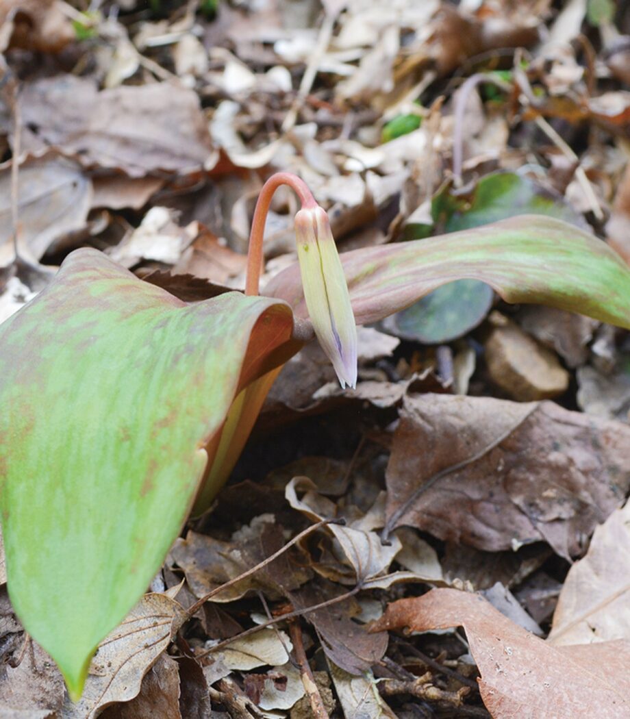 カタクリ、つぼみ色付く～かながわの花の名所１００選にも選ばれている、城山かたくり 山野草の里【相模原市緑区】
