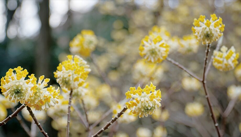 厚木市上荻野で　ミツマタ桃源郷が見頃