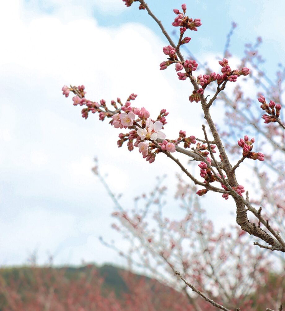 【秦野でお散歩・3月】里山の「春めき桜」