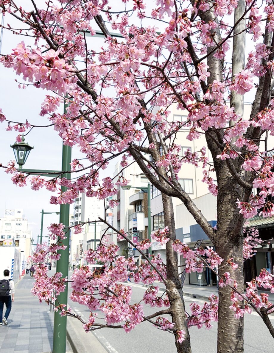 【小田原銀座通り商店会】商店街にピンクの並木、おかめ桜が見頃