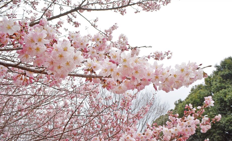 相模原市南区・相模原公園～門出の花　咲いて、春めく