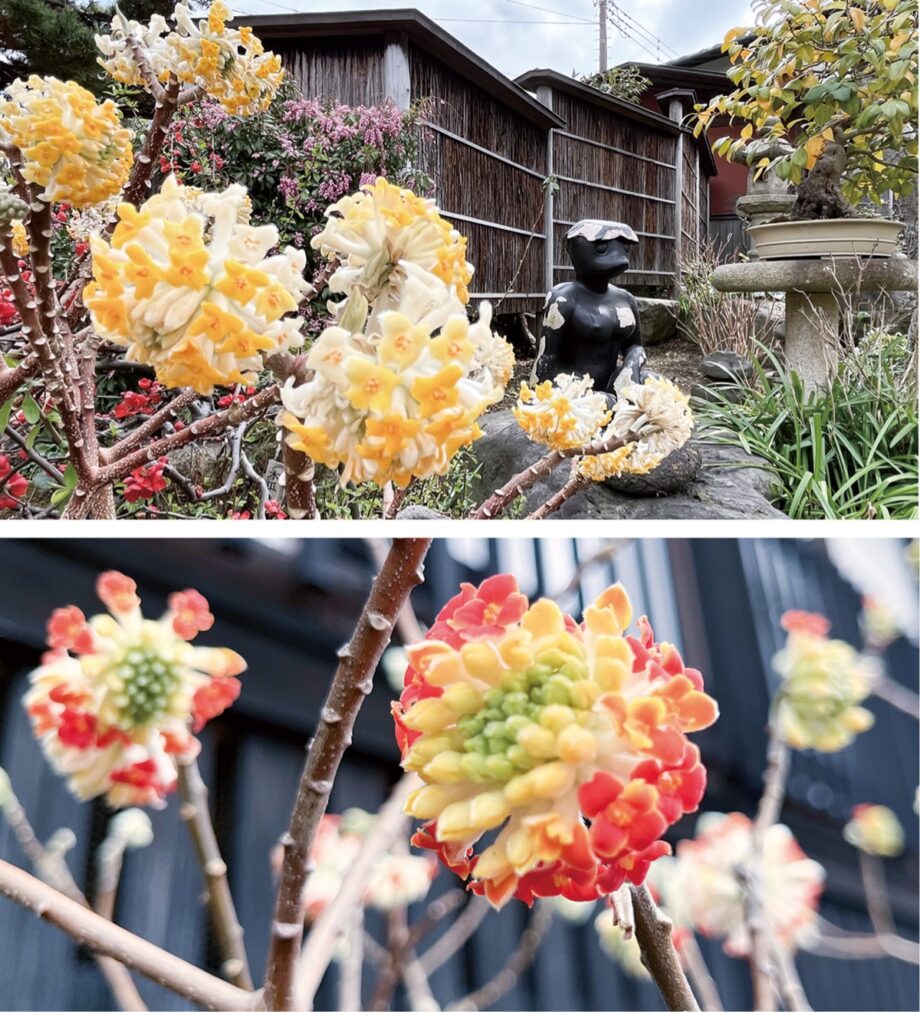 三椏（みつまた）が満開に 　大和市 常泉寺