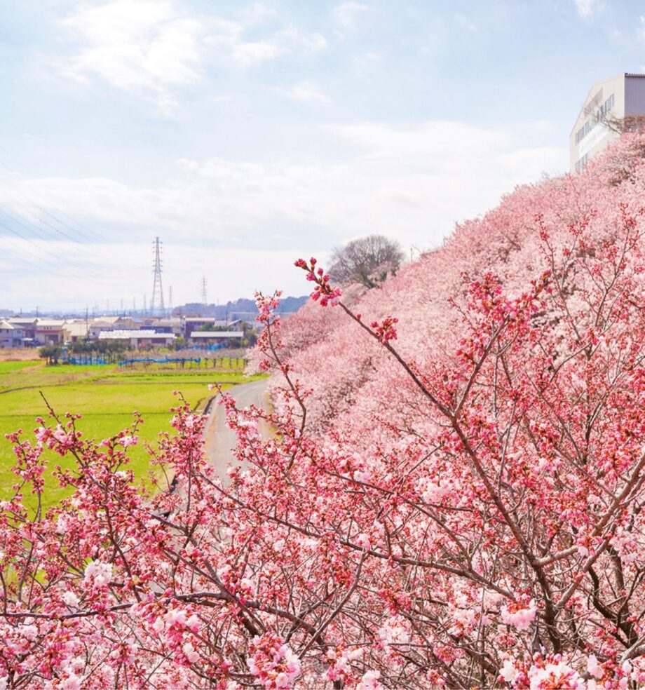 南足柄市で今年も「春めき桜」の開花時期に合わせて周遊バスを運行！大雄山駅発着で３カ所巡る