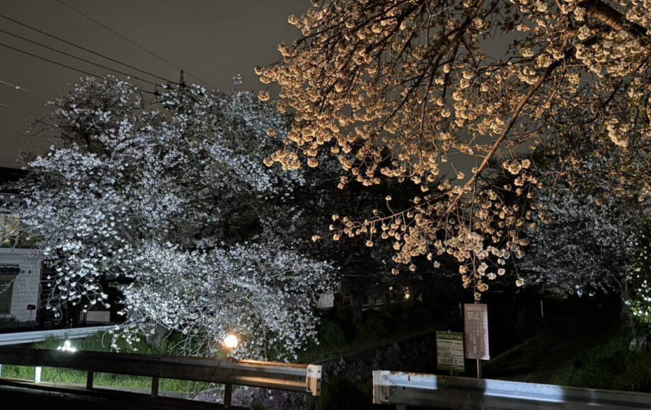 大和市で2026年3月27日から　夜を彩る千本桜 ３日間ライトアップ