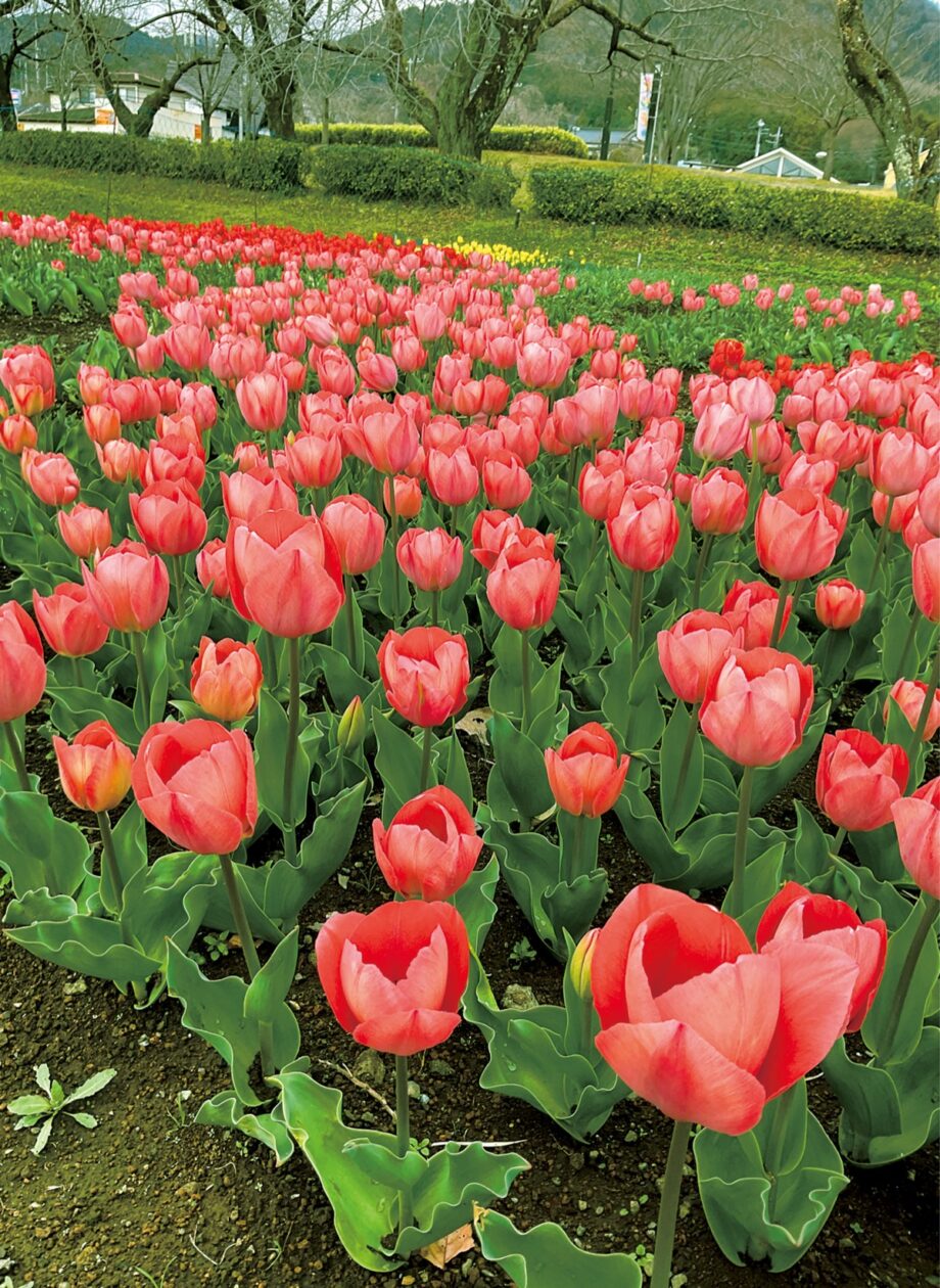 【秦野でお散歩・3月】秦野戸川公園のチューリップ