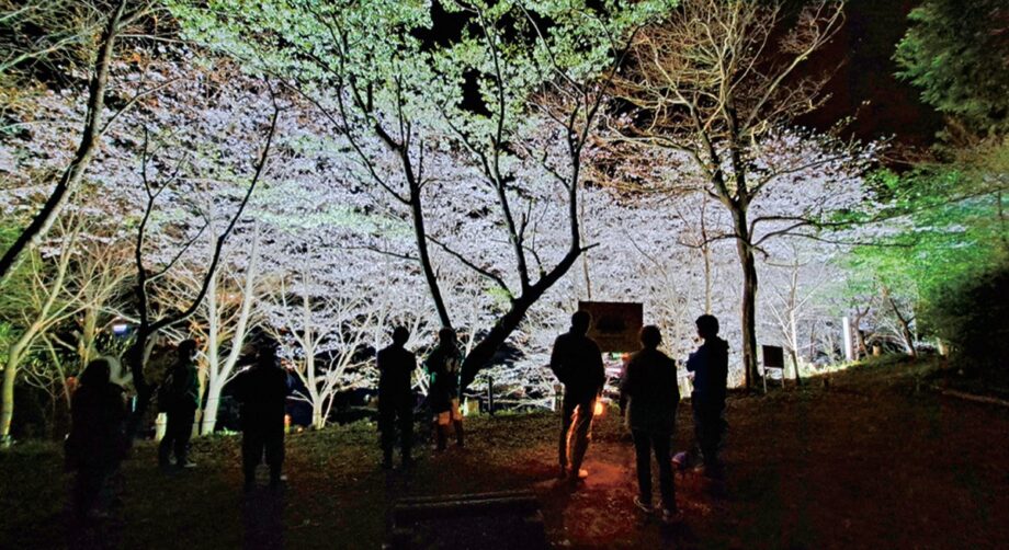 【逗子市】花咲計画～幻想的な夜桜楽しんで～台山緑地をライトアップ「満開の日」待ち