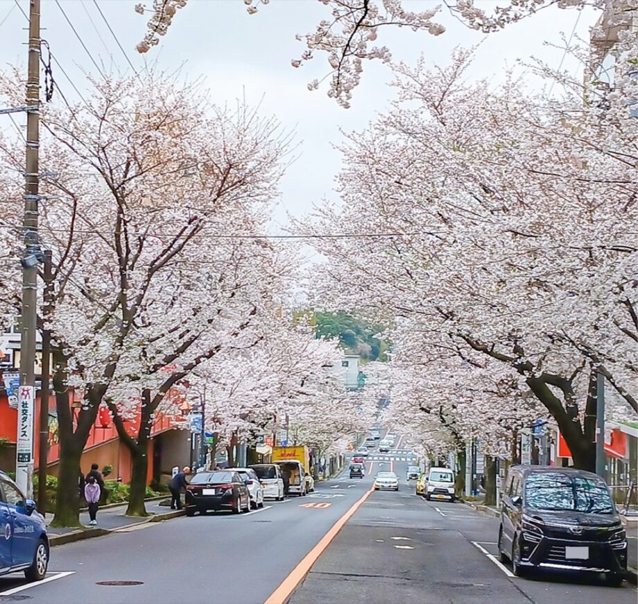 【３月28日】川崎市宮前区・鷺沼駅周辺で「さぎ沼さくらまつり」屋台やストリートライブなど
