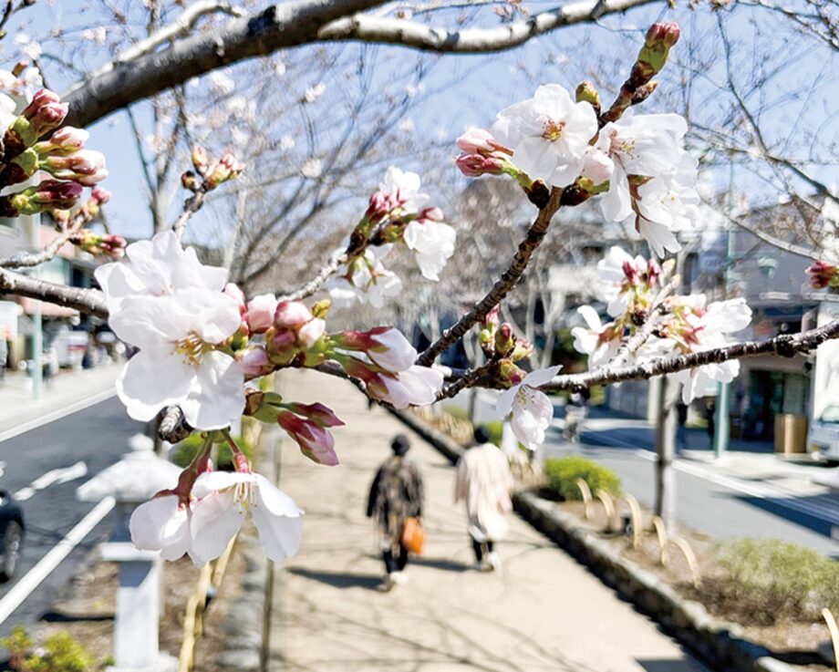 鎌倉・鶴岡八幡宮の参道「段葛」で〈春 ふわり ソメイヨシノ開花進む〉