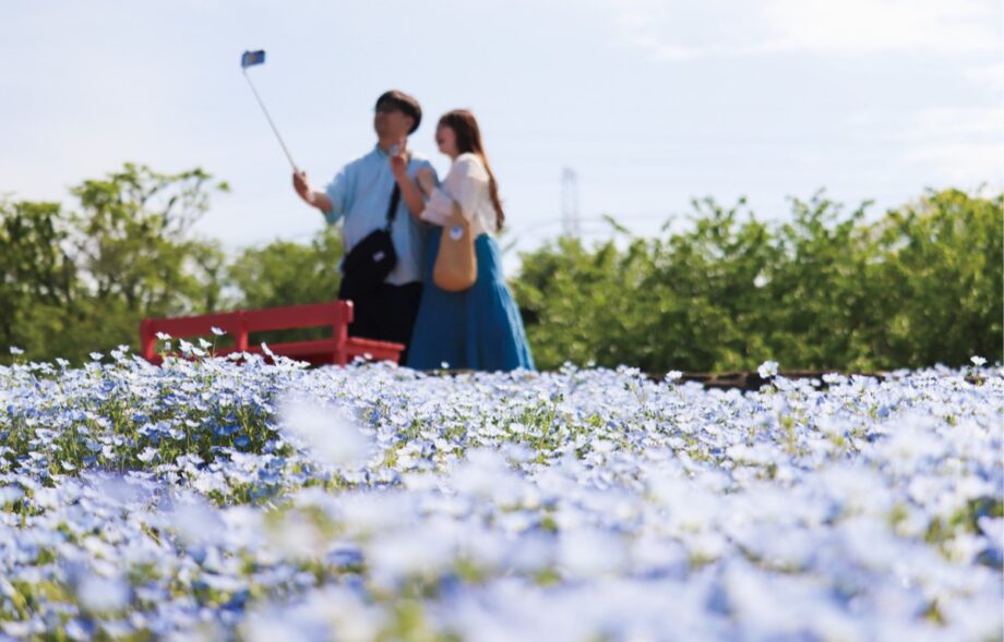 〈横須賀市〉くりはま花の国でネモフィラが満開～春風にそよぐ”青のじゅうたん”