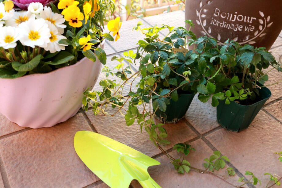 5月10日(日)オープンガーデンの会場巡るウオーキングイベント 「気楽に 健康ウォーキング」@横浜市白根地域ケアプラザ