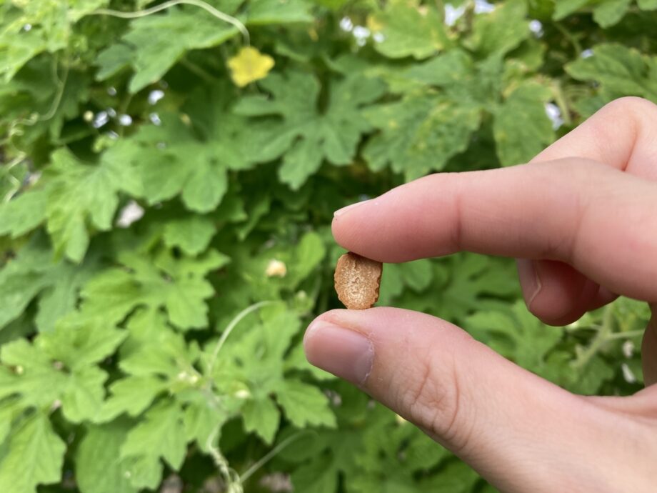 【秦野市】ゴーヤーとカワラナデシコの種を配布