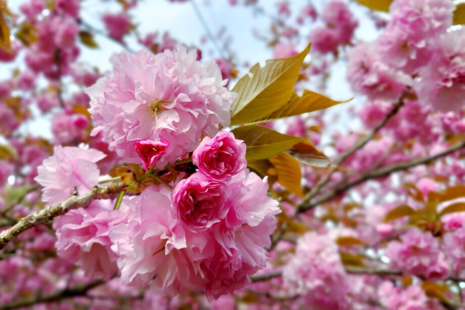 【４月18日】八重桜の下でパフォーマンス　 秦野市堀西でイベント