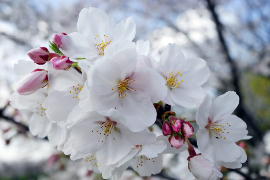 【茅ヶ崎市・寒川町】街の桜だより　２０２６年おすすめお花見スポット