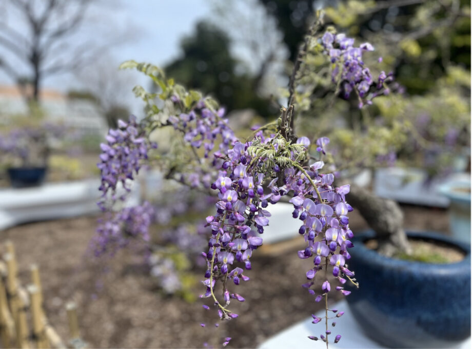 【4月10~28日】長久保公園で盆藤展「多様な藤楽しんで」琴の二重奏パフォーマンスも(藤沢市)