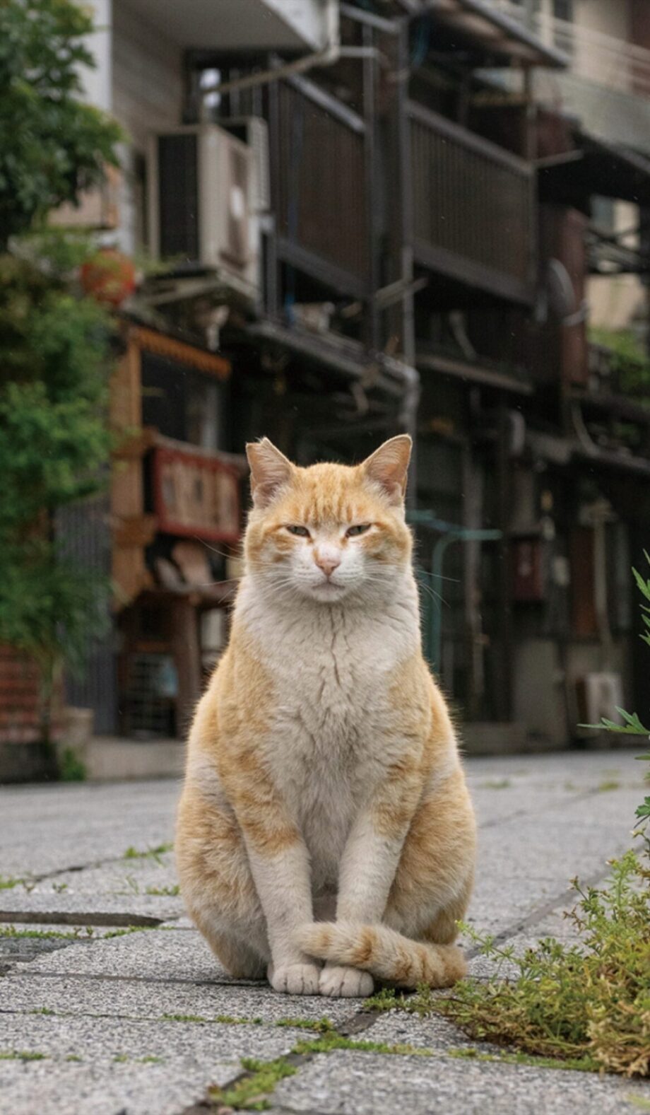 入場無料【5月1日～10日】北鎌倉ギャラリーで小森正孝写真展「日本のお猫様」トークショーも予定