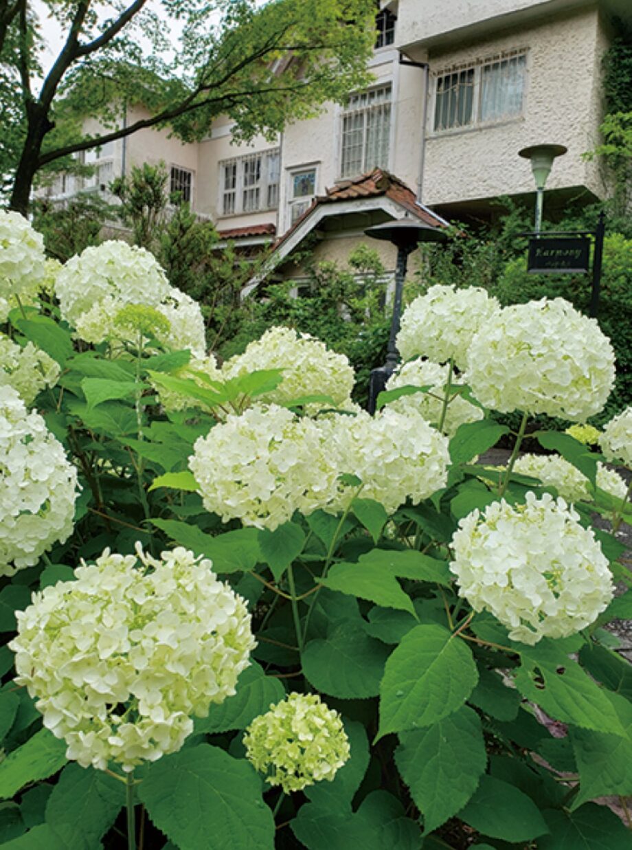 【鎌倉のとっておき】かまくら花めぐり紫陽花