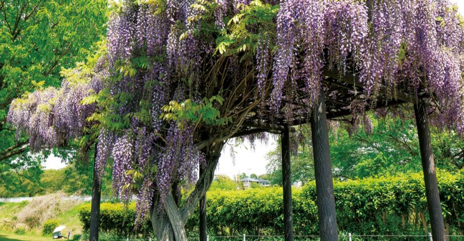 【花情報】藤の花が見頃迎え 和泉遊水地脇の藤棚など＠横浜市泉区