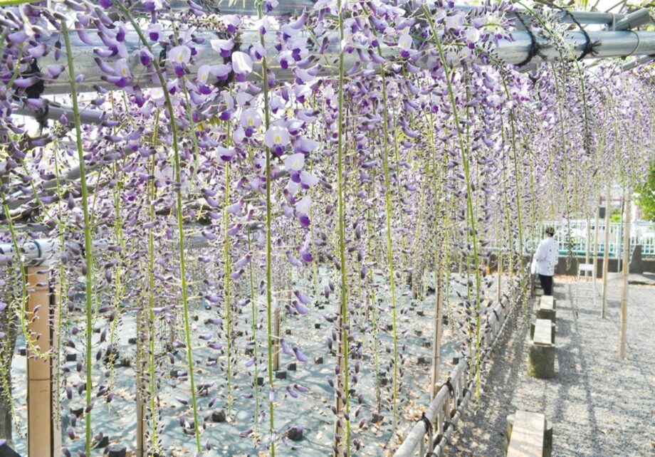 ＜陽光に透ける薄紫＞ 藤沢市の白旗神社で『弁慶藤』2026年も見頃