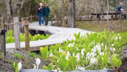 箱根湿生花園】春告げるミズバショウ2万株が見頃！〈4月中旬頃まで