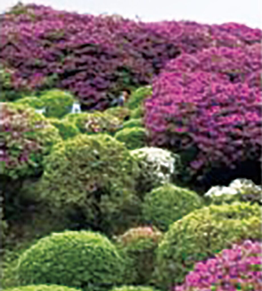 【参加者募集中】4月26日 川和富士公園から佐江戸まで～富士見と花見を楽しむ～ ＠横浜市都筑区